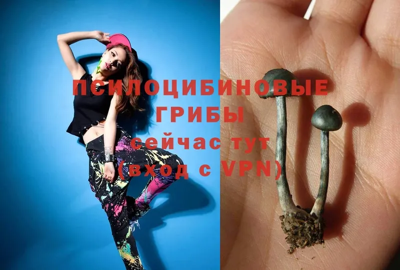 Галлюциногенные грибы Psilocybe  где продают наркотики  Димитровград 